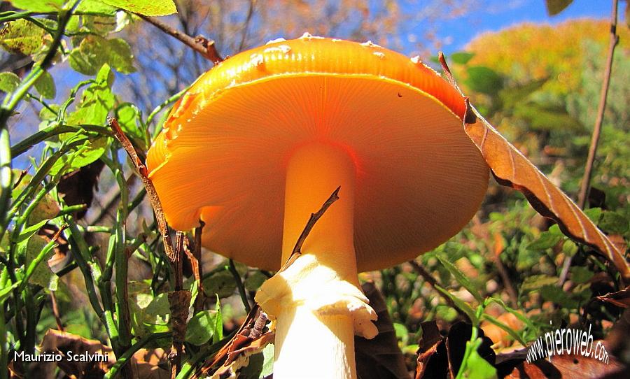 06 Amanita in rosso.JPG